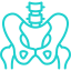 Pelvis