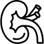 Ultrasound Scanning